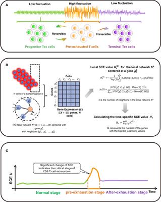 Dynamic Network Biomarker of Pre-Exhausted CD8+ T Cells Contributed to T Cell Exhaustion in Colorectal Cancer